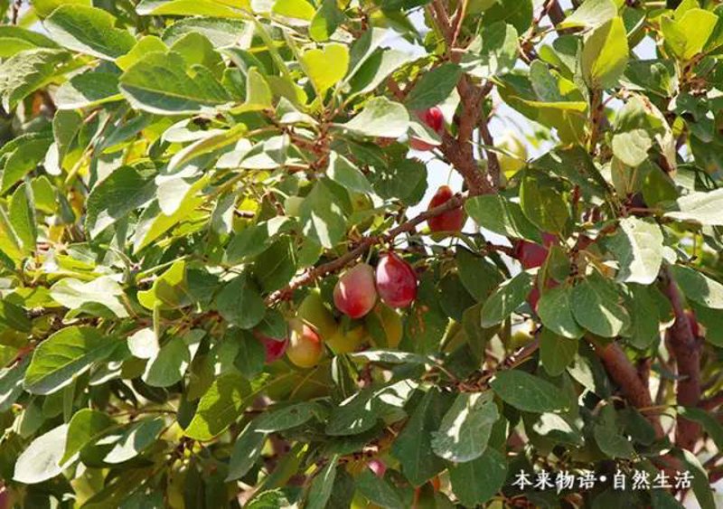 五河夏台红心猕猴桃基地苗木供应：价格与品质的选择